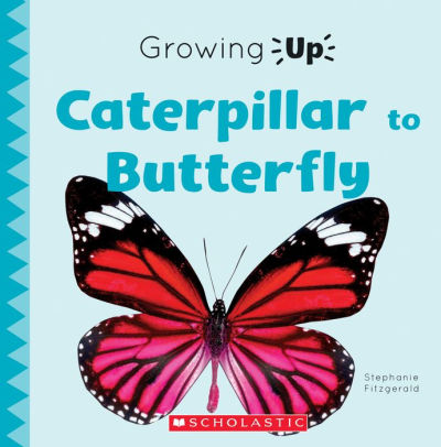 Caterpillar to Butterfly