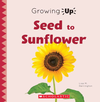 Seed to Sunflower