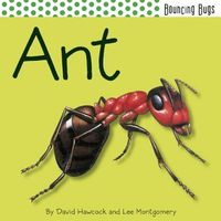 Ant