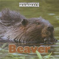 Beaver