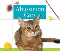 Abyssinian Cats