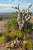 Enchanted Rock Blue(s)